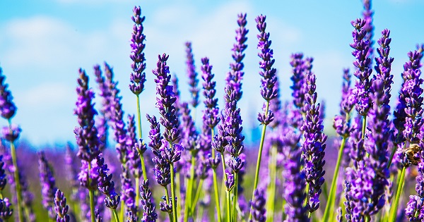 lavender plants against blue sky